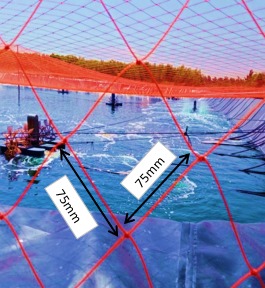HDPE BIRD NET 聚乙烯防鸟网 - Image 2
